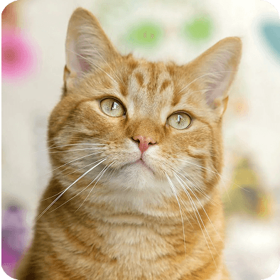 Gato adorável esperando por adoção