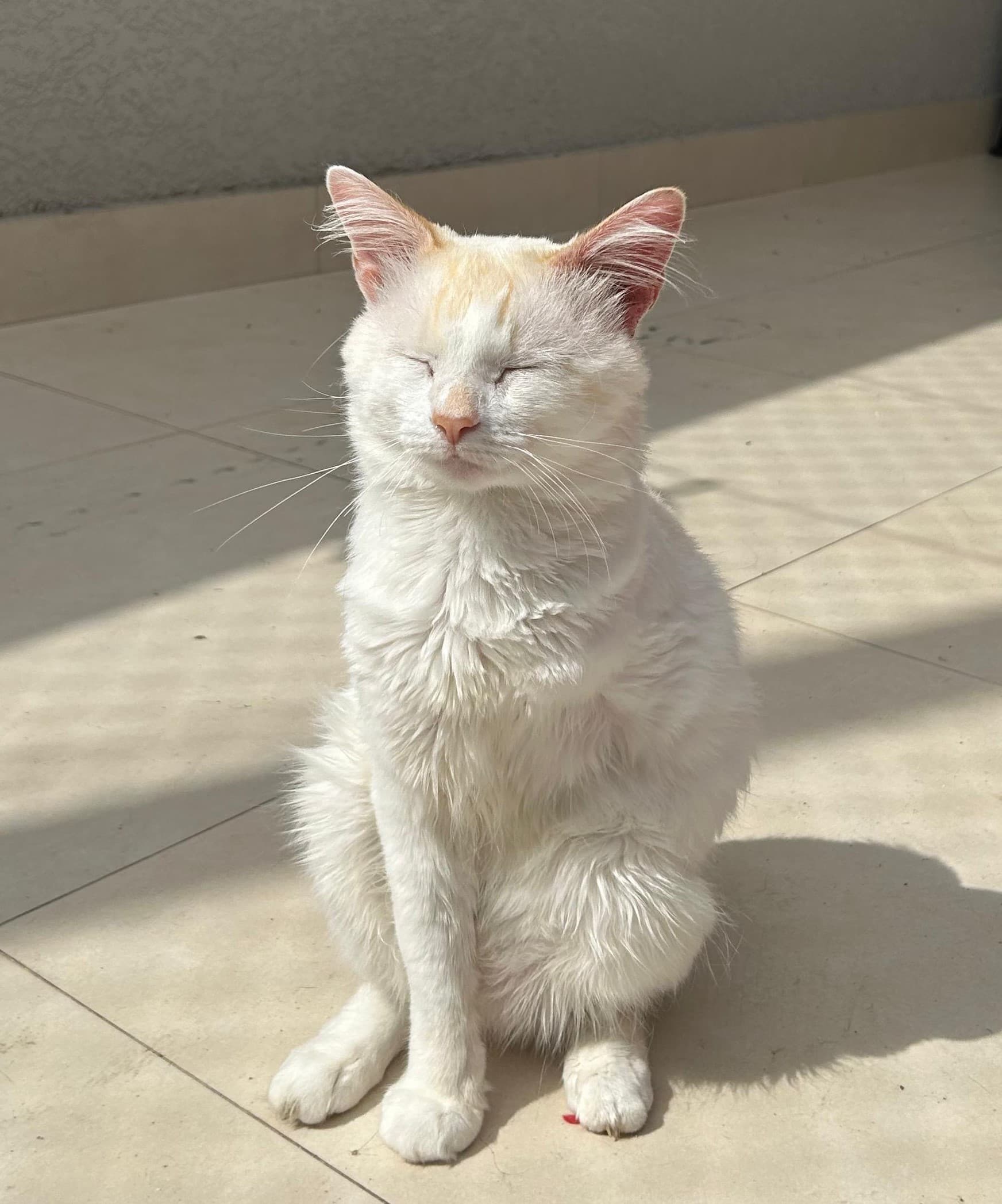 Mufasa